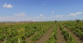 Vineyards of original varieties in southern Bulgaria Royalty Free Stock Photo