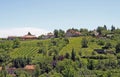 Vineyards in the outskirt of Eger Royalty Free Stock Photo