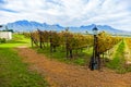 South African vineyards Royalty Free Stock Photo