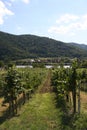 Vineyards overlooking the Danube