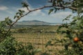 Vineyards, Palava region, South Moravia, Czech Republic.Spring rural landscape of nature with blossoming trees on the green hills. Royalty Free Stock Photo