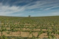 Vineyards, Palava region, South Moravia, Czech Republic.Spring rural landscape of nature with blossoming trees on the green hills. Royalty Free Stock Photo