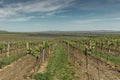 Vineyards, Palava region, South Moravia, Czech Republic.Spring rural landscape of nature with blossoming trees on the green hills. Royalty Free Stock Photo