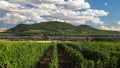 Vineyards Palava, South Moravia, Czech republic