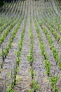 Vineyards panorama Royalty Free Stock Photo