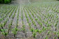 Vineyards panorama Royalty Free Stock Photo