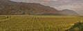 Vineyards panorama fields view on Italy Royalty Free Stock Photo