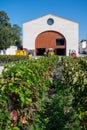 Vineyards in Pauillac village with rows of red Cabernet Sauvignon grape variety of Haut-Medoc vineyards in Bordeaux, left bank of