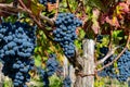 Vineyards in Pauillac village with rows of red Cabernet Sauvignon grape variety of Haut-Medoc vineyards in Bordeaux, left bank of