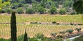 Vineyards in the PenedÃ©s, Vilafranca del PenedÃ©s, Barcelona