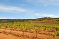 Vineyards of Penedes Catalonia Royalty Free Stock Photo