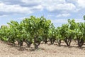 Vineyards in Penedes wine area. Royalty Free Stock Photo