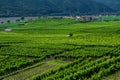 Vineyards And Settlement Beneath River Danube In Wachau Valley In Austria