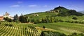 Vineyards in Piedmont Royalty Free Stock Photo