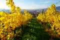 Vineyards On Piramida Hill In Autumn, Maribor Royalty Free Stock Photo