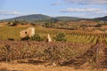 Vineyards plantation in Utiel Requena. Harvest time. Spanish viticulture