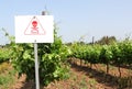 Vineyards. Prevention sign of danger