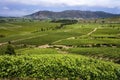 Vineyards - Colchagua Valley - Chile