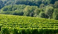 Vineyards for the production of Txakoli in the Talaia mountain, town of Zarautz, Basque Country