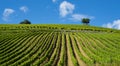 Vineyards for the production of wine in Getaria, coast of Euskadi Royalty Free Stock Photo