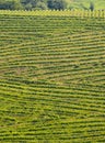 Vineyards for the production of wine in Getaria, coast of Euskadi Royalty Free Stock Photo