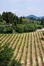 The Vineyards of Provence Royalty Free Stock Photo
