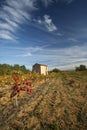 Vineyards, Provence, France