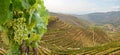 Vineyards with red wine grapes for Port wine production in winery near Douro valley and Duero river, Peso da Regua, Porto Portugal Royalty Free Stock Photo