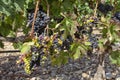 Vineyards in the region of La Rioja in Spain Royalty Free Stock Photo