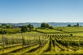 Vineyards on Reichenau Island, Lake Constance, Germany Royalty Free Stock Photo