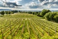 Vineyards on Reichenau Island, Baden-Wuerttemberg, Germany Royalty Free Stock Photo