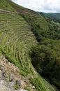 Vineyards of Ribeira Sacra