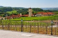 Vineyards in Rio Grande do Sul