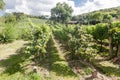 Vineyards in Rio Grande do Sul