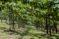 Vineyards in Rio Grande do Sul