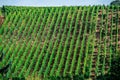 Vineyards beside Riquewhir, Alsace, France