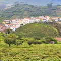 Vineyards in Portugal