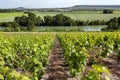Vineyards and the River Marne at Hautvillers - France Royalty Free Stock Photo