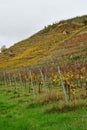 Vineyards on river Neckar in stuttgart autumn fall germany Royalty Free Stock Photo