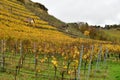 Vineyards on river Neckar in stuttgart autumn fall germany Royalty Free Stock Photo