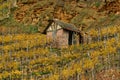 Vineyards on river Neckar in stuttgart autumn fall germany Royalty Free Stock Photo