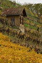 Vineyards on river Neckar in stuttgart autumn fall germany Royalty Free Stock Photo