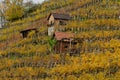 Vineyards on river Neckar in stuttgart autumn fall germany Royalty Free Stock Photo