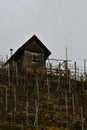 Vineyards on river Neckar in stuttgart autumn fall germany Royalty Free Stock Photo