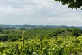 Vineyards in the Roero, Piedmont - Italy