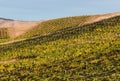 Vineyards on rolling hills Royalty Free Stock Photo