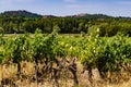Vineyards and Roussillon on horizon, Provence France Royalty Free Stock Photo