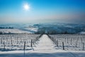 Vineyards in a row on the hill covered with snow in Northern Italy.