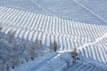 Vineyards in a row on the snowy hill in Italy. Royalty Free Stock Photo