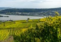 Vineyards in ruedesheim, middle rhine valley, germany